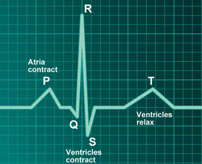 Heart Beat & Cardiac Volumes | The circulatory system