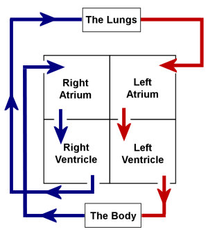 The Human Heart | The Circulatory System | Anatomy ...