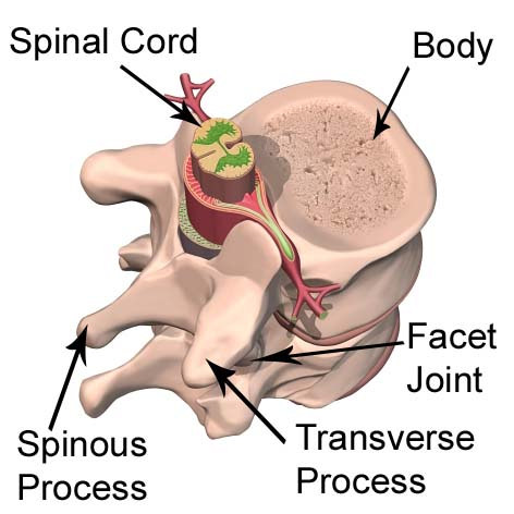 Types Of Joints Synovial Cartilaginous Fibrous Explained