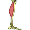 Peroneus Longus Muscle