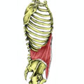 Internal Obliques