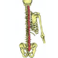 Multifidus Muscles