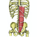 Rectus Abdominus Muscle