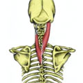 Spenius Muscles