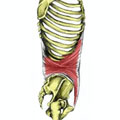 Transversus Abdominus Muscle