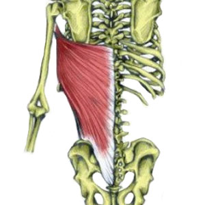 Lattisimus Dorsi Muscle