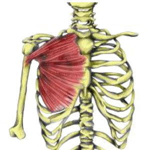 Pectoralis Major