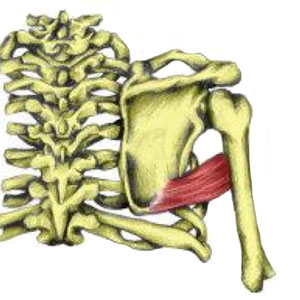 Teres Major Muscle