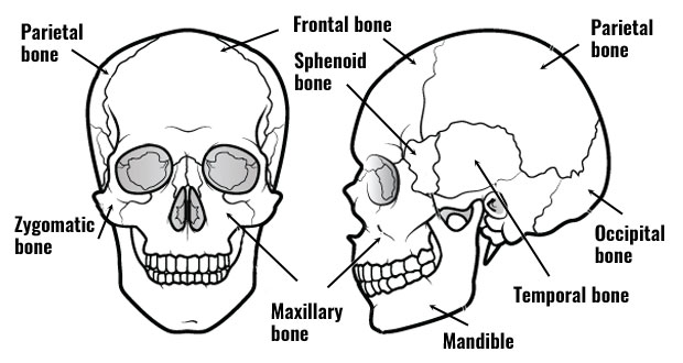 skull anatomical planes