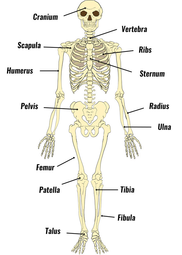 The Human Skeleton Bones, Structure & Function
