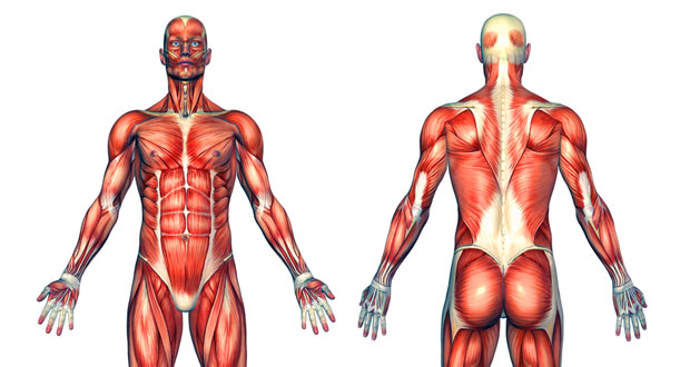 human muscles anatomy